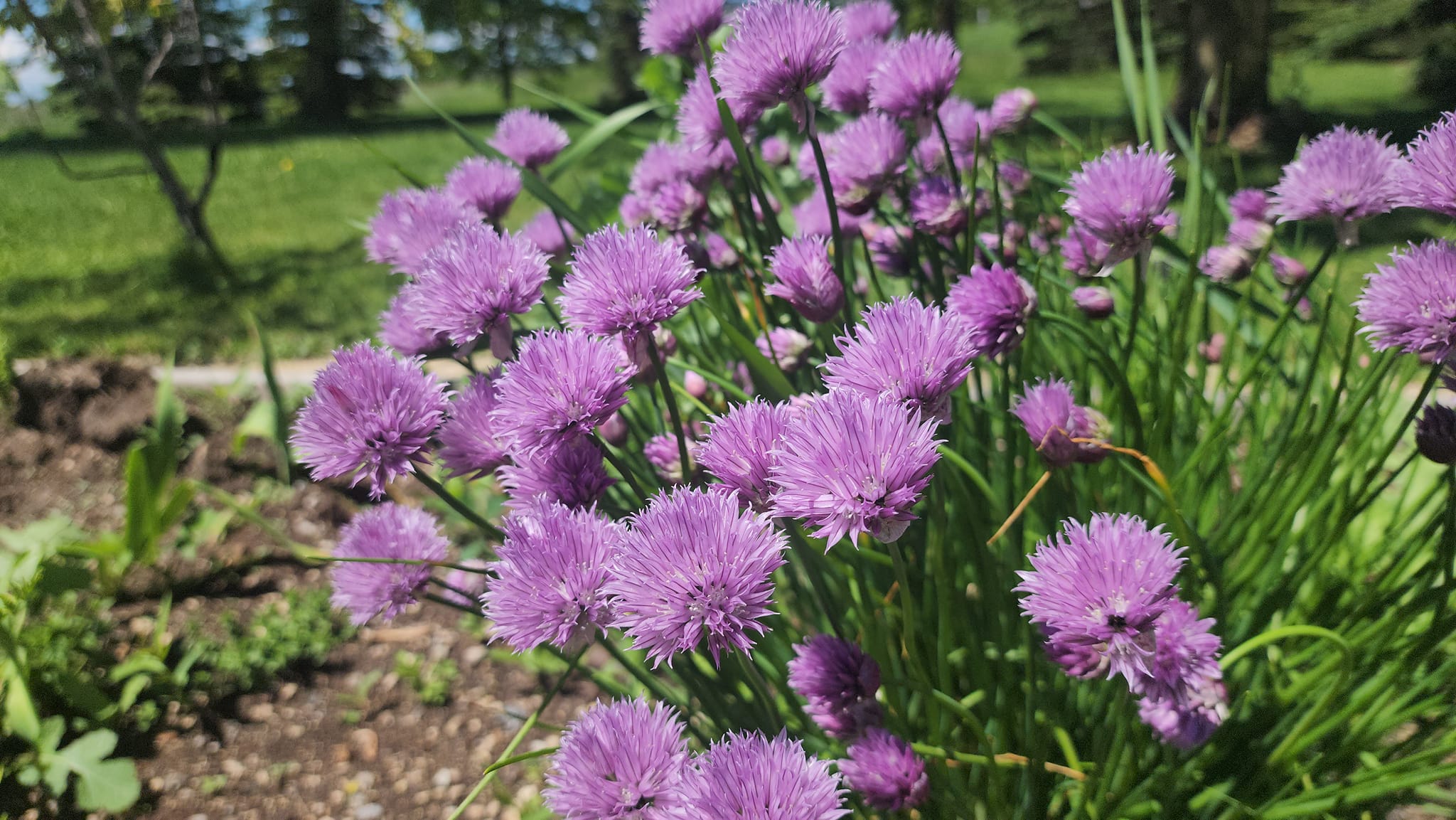 DAHLIAS R US