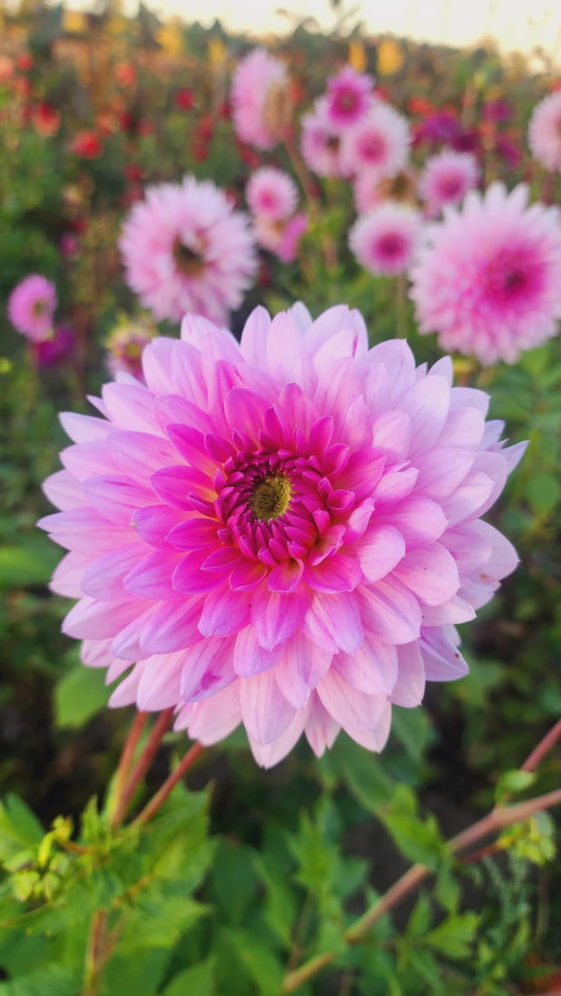 DAHLIAS R US