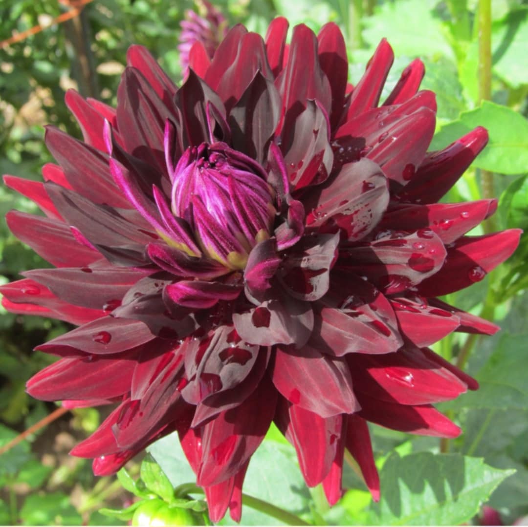 DAHLIAS R US