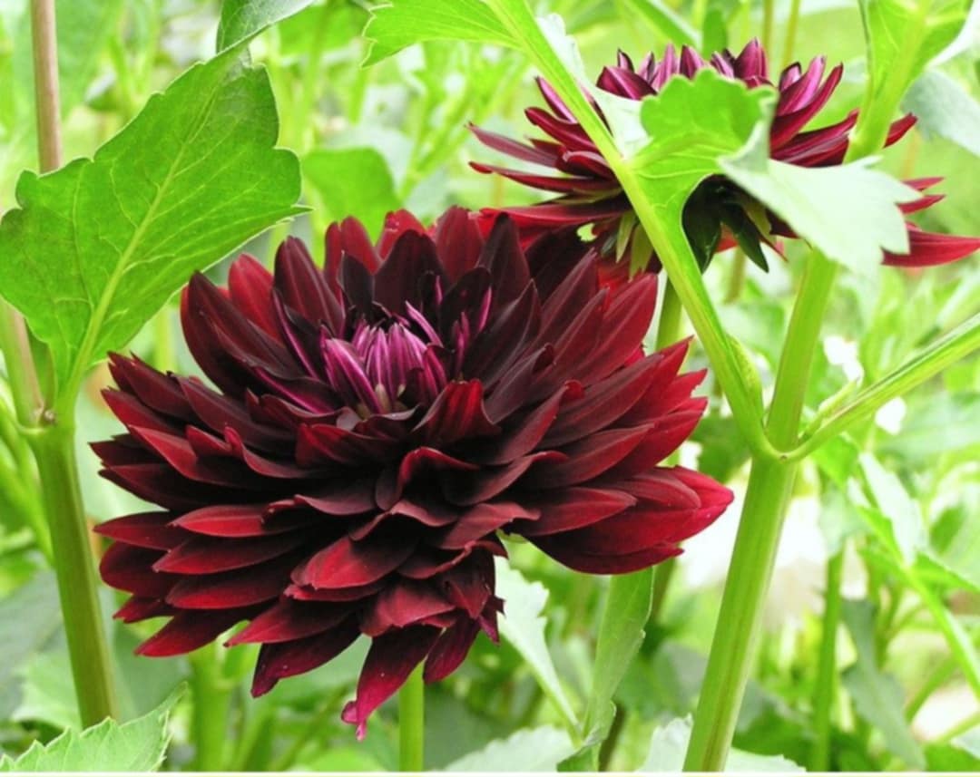 DAHLIAS R US