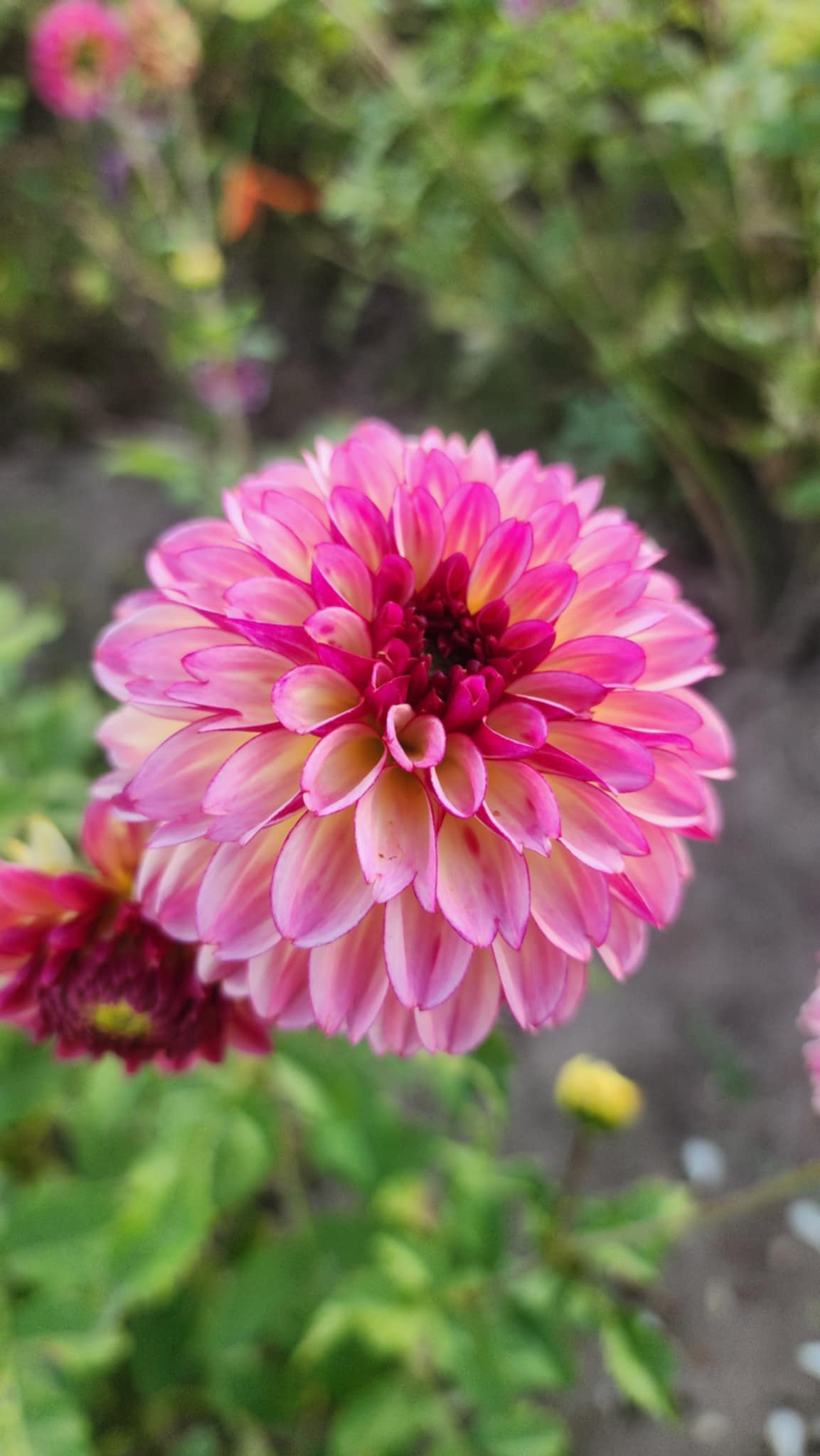 DAHLIAS R US