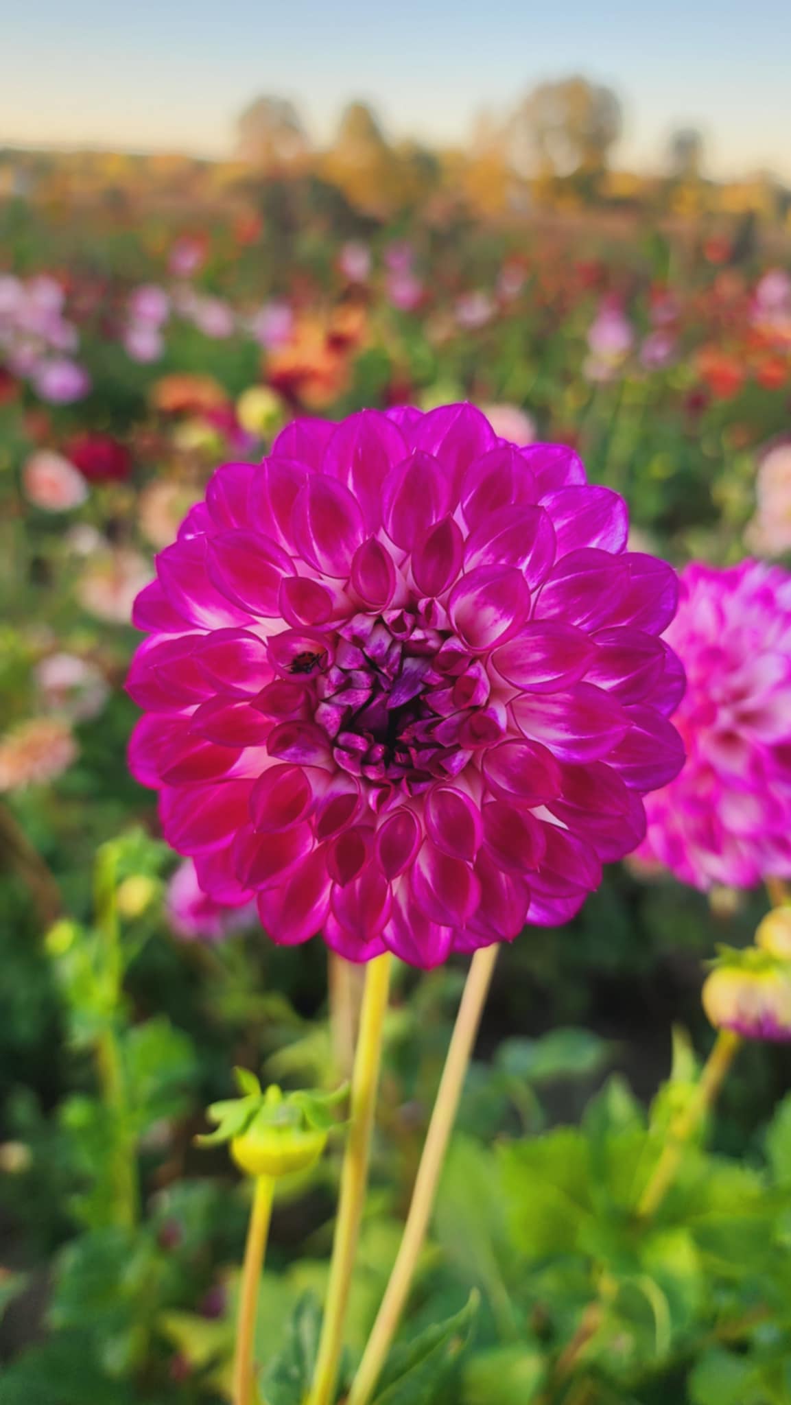 DAHLIAS R US